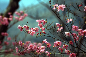 small group guided tours of Japan