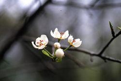 the countryside tours of Japan