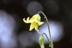 Japanese countryside tours